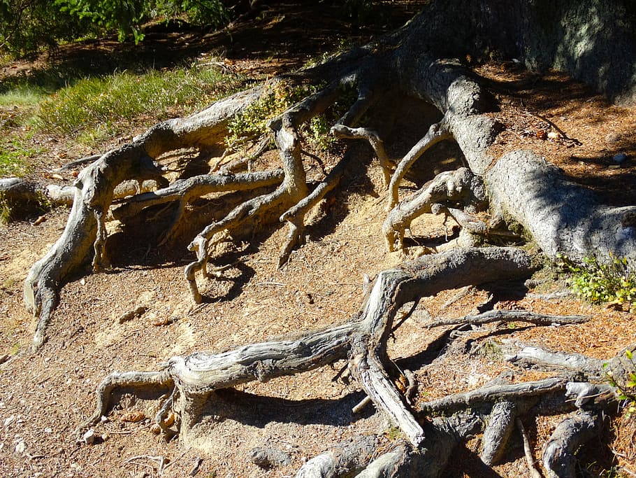 tree roots, root system, nature, day, plant, land, no people HD wallpaper
