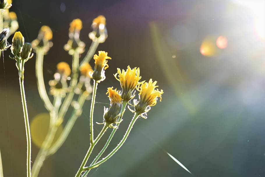 yellow flower plant during day time, grass, meadow, field, green HD wallpaper