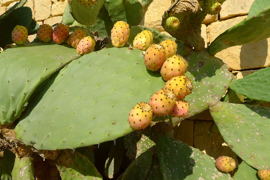 prickly pear, cactus fruit, plant, malta, gozo, mediterranean, HD wallpaper