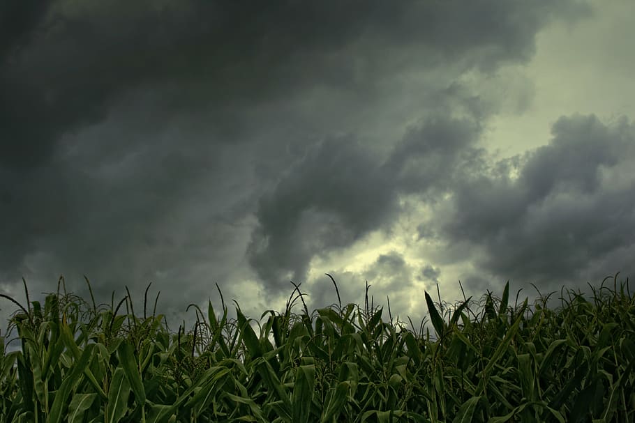 clouds above green corn plant panoramic photography, cornfield HD wallpaper