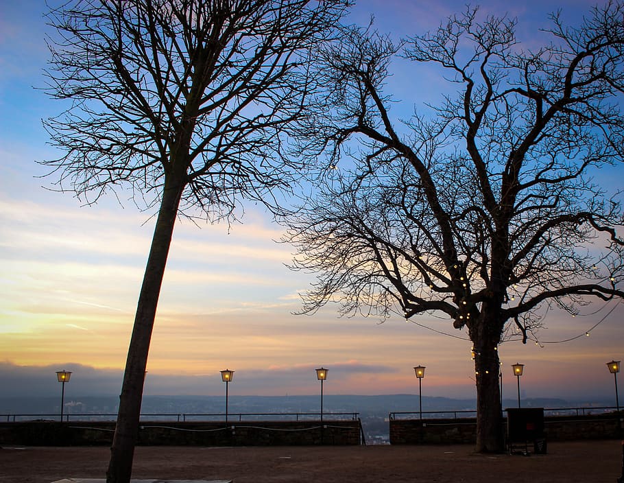 Evening, Winter, Trees, Lights, Sky, landscape, atmosphere HD wallpaper
