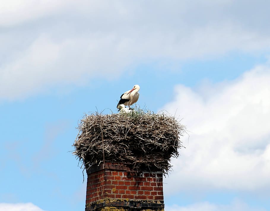 white storks, mountain husen, stork village, ciconia ciconia HD wallpaper