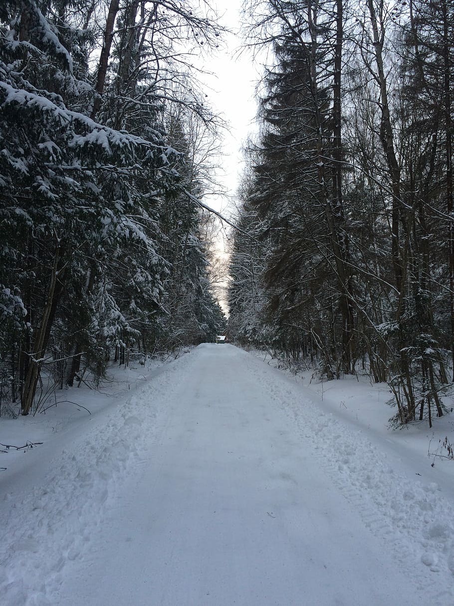 Winter, Winter, Winter Road, Cold, Tree, trees, branch, park HD wallpaper