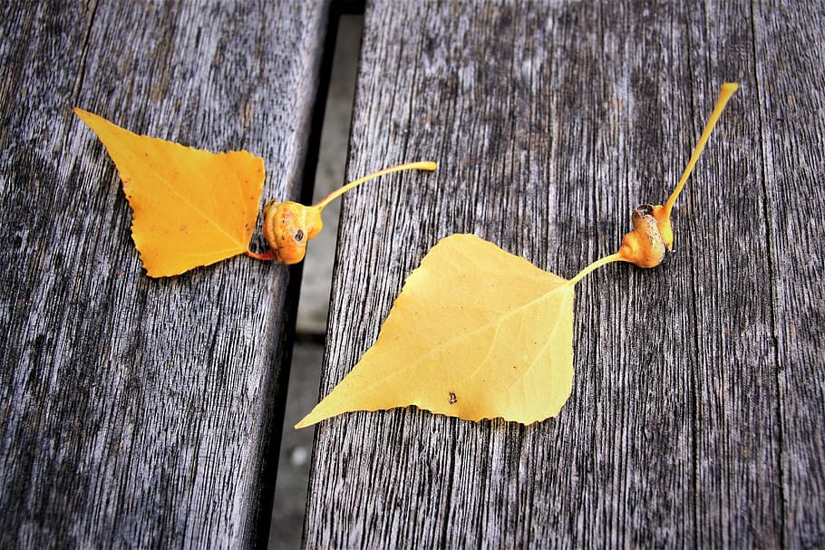 para, wooden, bench, collapse, mood, autumn, wood - material HD wallpaper
