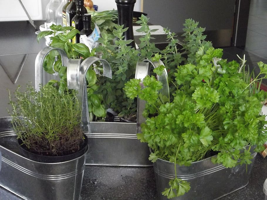 green leafed plants, herbs, spice, delicious, mediterranean HD wallpaper