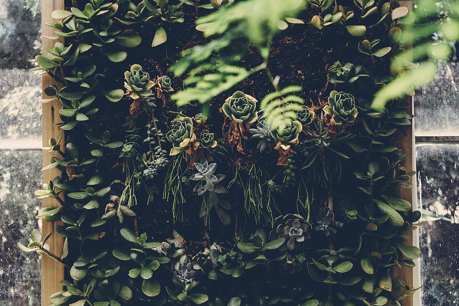 nature, garden, leaves, plants, beautiful, botanical, environment HD wallpaper