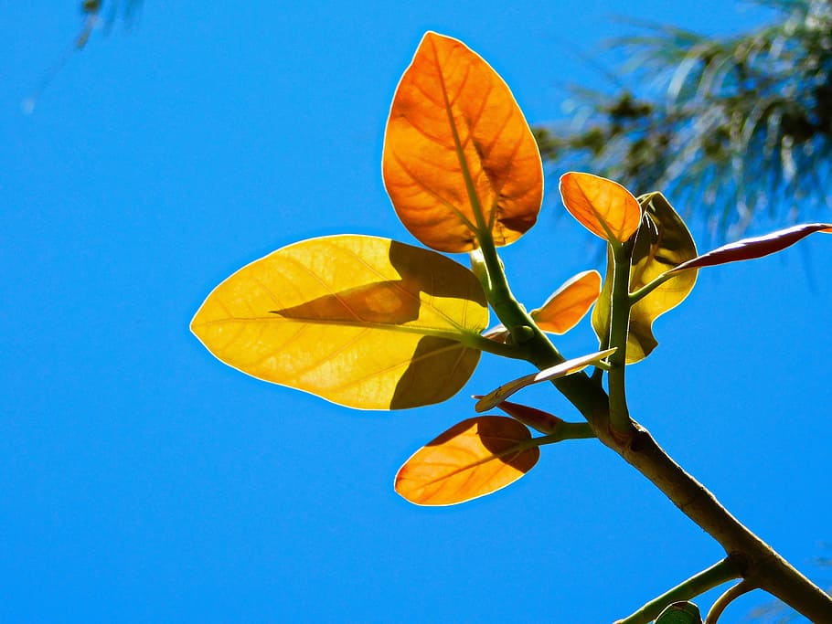 leaves, plants, trees, sky, nature, blue, clear sky, no people HD wallpaper
