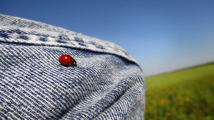 ladybug, coccinellid, insect, macro, beetle, red, little, nature HD wallpaper