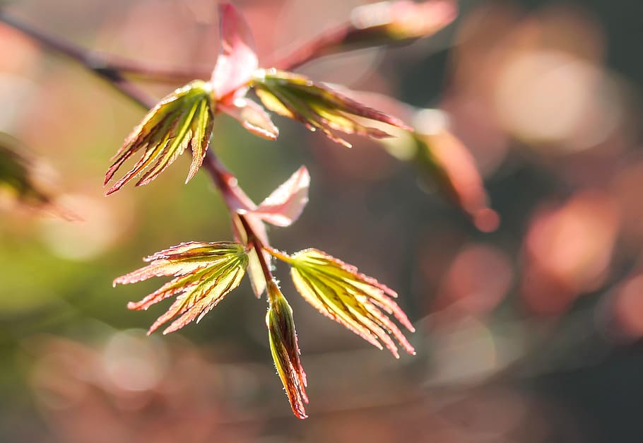 Acer Palmatum, Japan, Maple Leaf, japan maple, spring, nature