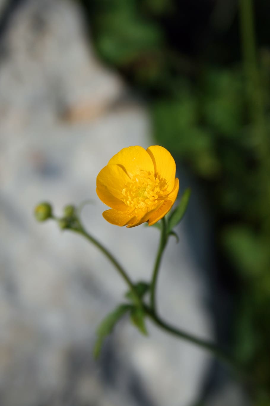 buttercup, yellow, macro, nature, flower, plant, petal, summer HD wallpaper