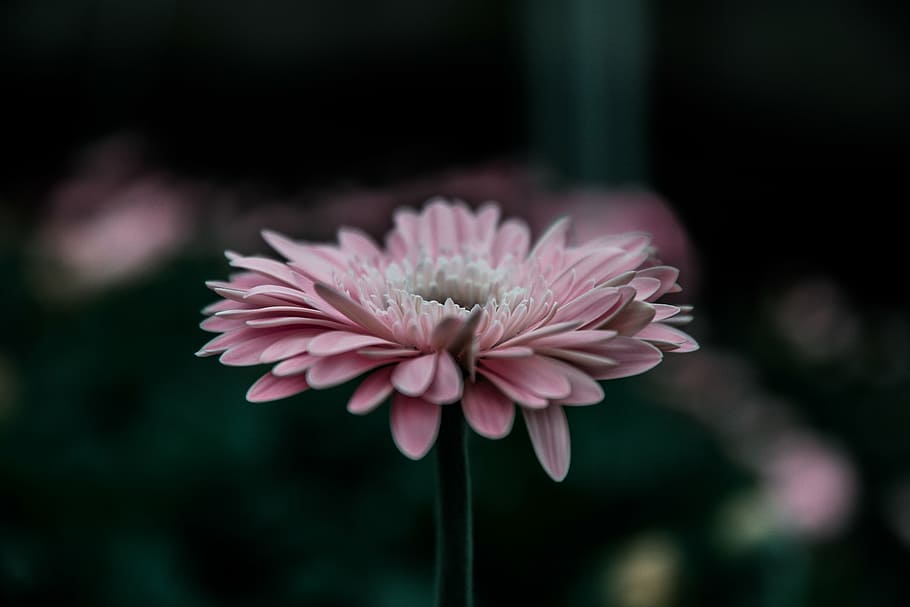 flower, pink, nature, plant, close-up, petal, flower Head, beauty In Nature HD wallpaper