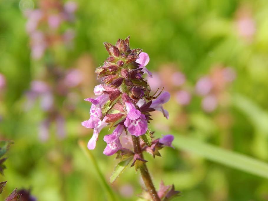 flower, small, wild, lilac, flowering plant, beauty in nature HD wallpaper