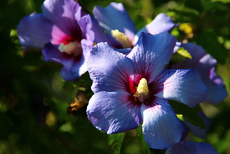 flowers, autumn, garden, blua, purple, flowering plant, fragility HD wallpaper