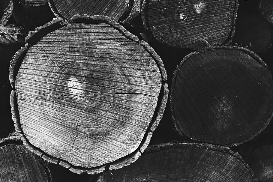 grayscale photography of wood slab, tree trunks, forest, nature