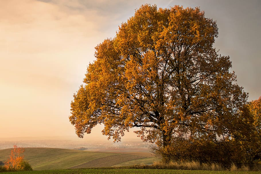 yellow leaf tree on hill at sunset, autumn, mood, leaves, golden autumn, HD wallpaper