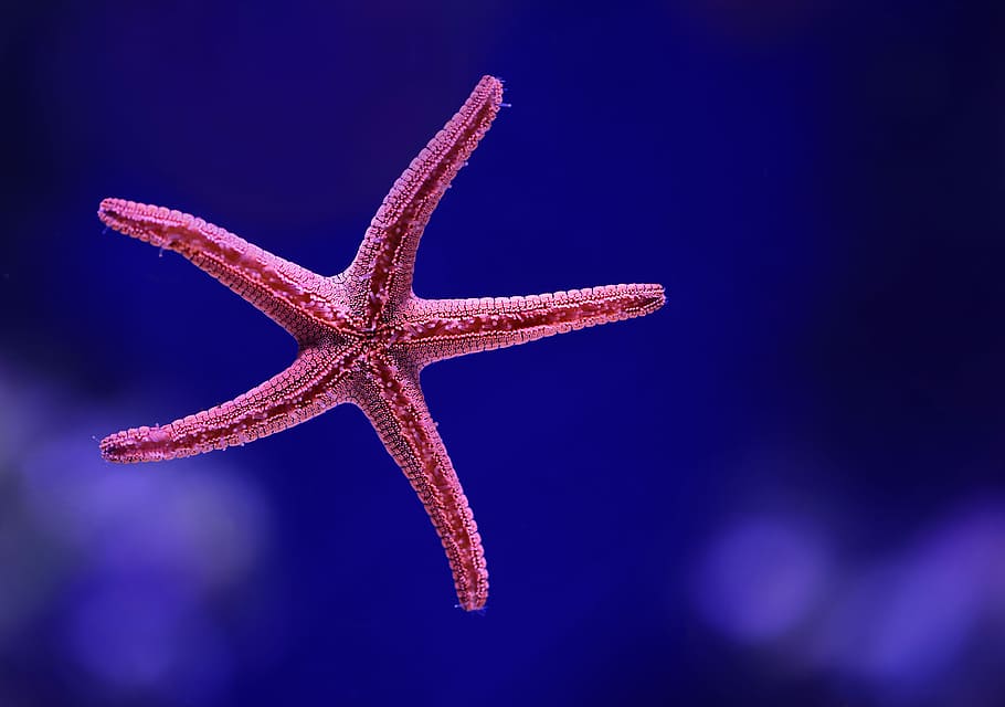 macro shot photography of starfish, shallow focus photography of red starfish