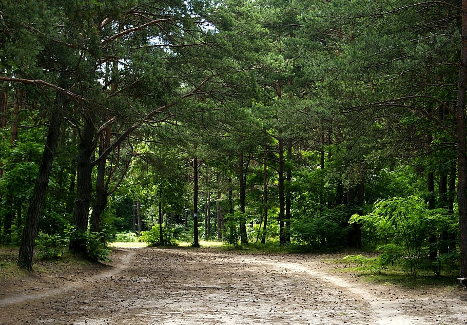 forest, tree, way, sand, green, nature, view, landscape, the road in the forest HD wallpaper