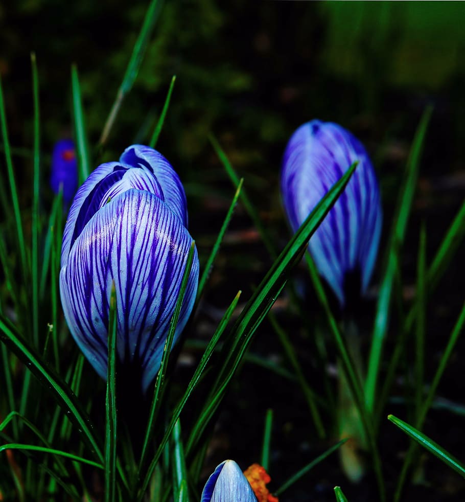 crocus, garden, spring, flower, nature, plant, decorative, blue HD wallpaper