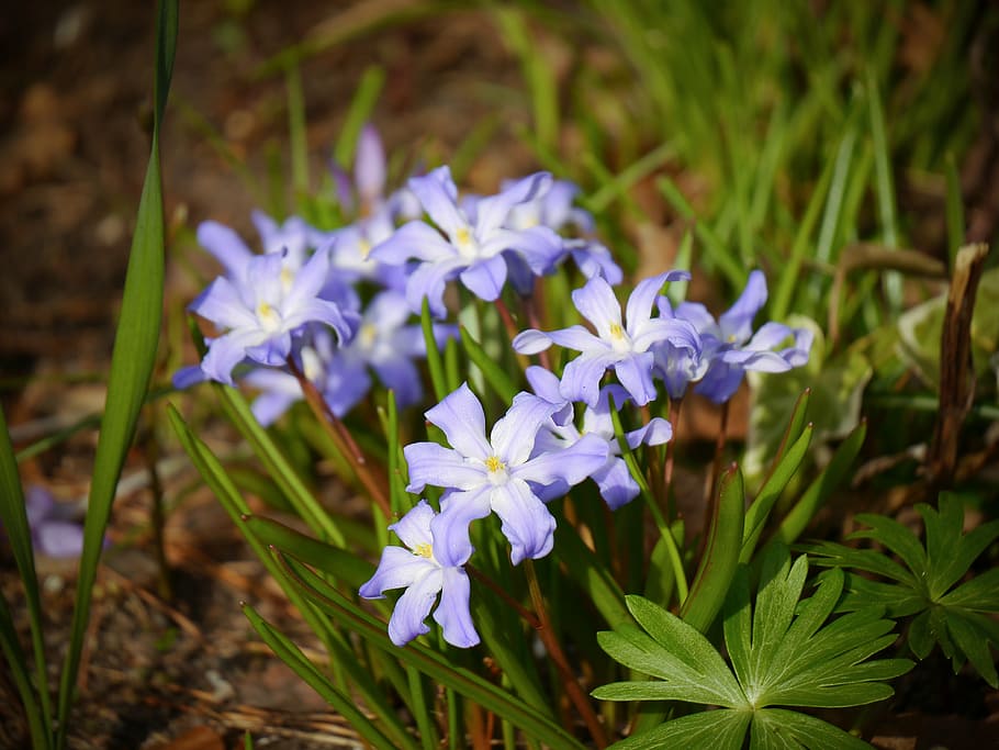 starflower, blue, spring, violet, purple, blossom, bloom, garden HD wallpaper
