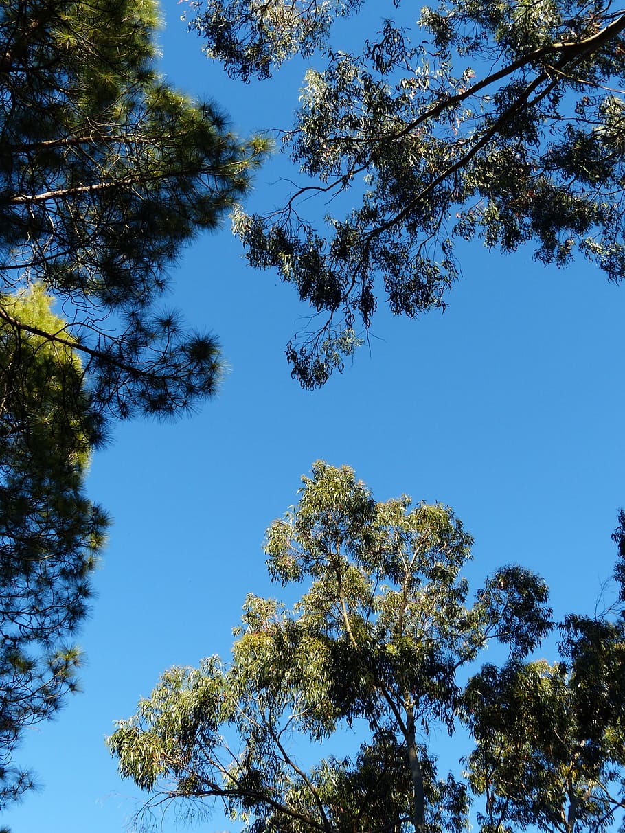 trees, sky, crown, eucalyptus, eucalyptus tree, pine, canary kiefer HD wallpaper