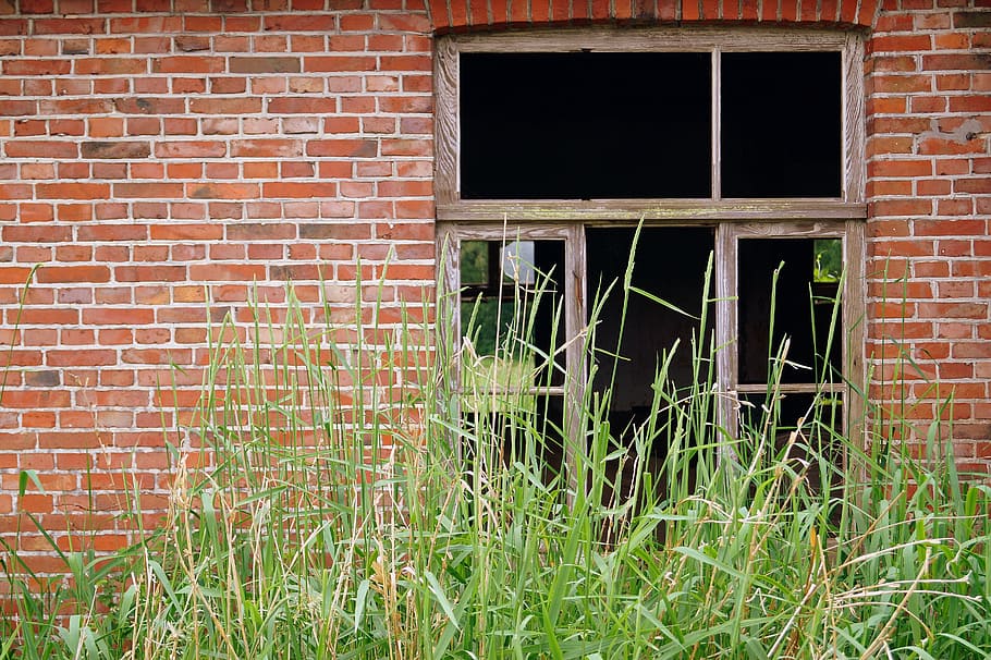 window, ruin, leave, forget, old, wall, wooden frame, overgrown HD wallpaper