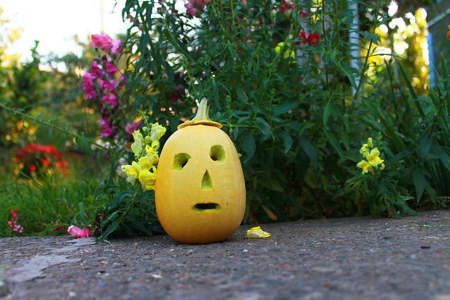 flower, garden, summer, sheet, plant, celebration, no people HD wallpaper