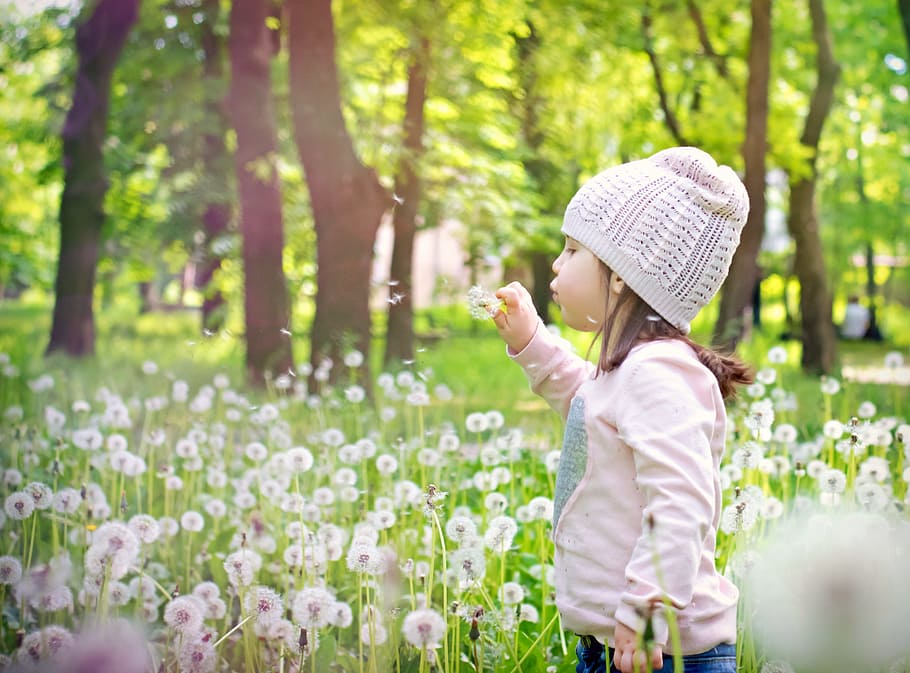 boy wearing white knit cap holding white flower, dandelion HD wallpaper