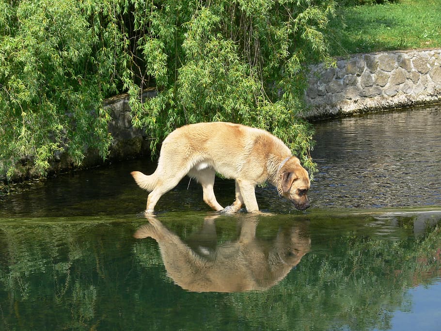 Dog, Water, Animal, Nature, one animal, reflection, animal wildlife HD wallpaper