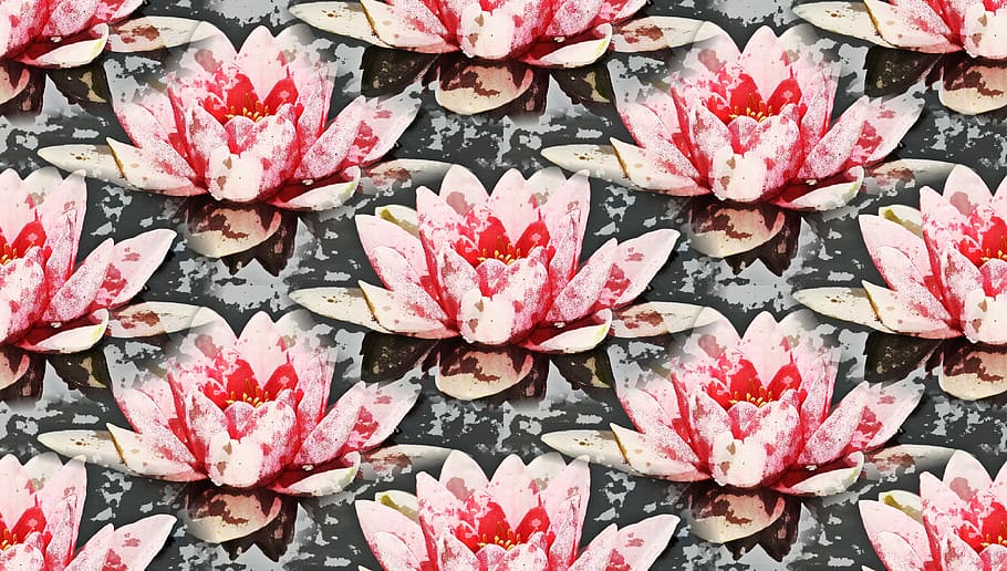 pink petal flower artwork, waterlily, water lily, background HD wallpaper