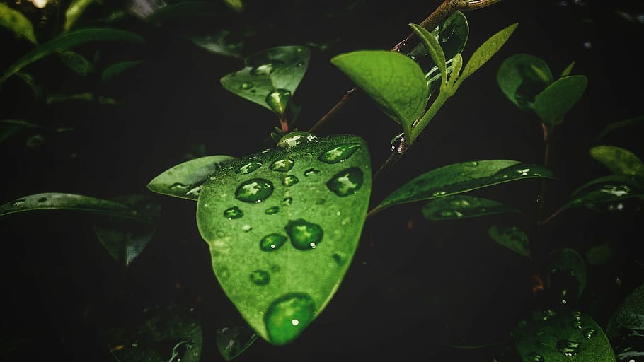 leaf, nature, flora, drop, garden, outdoors, freshness, water HD wallpaper