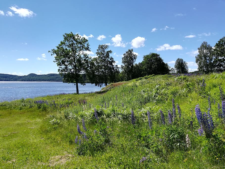 lake, lupins, bed, plant, tree, sky, tranquil scene, beauty in nature HD wallpaper
