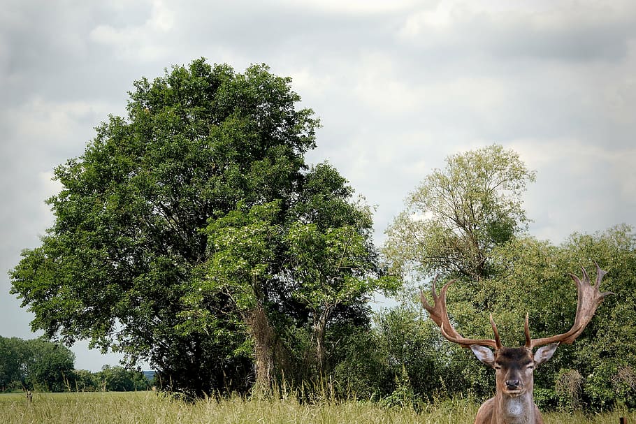 landscape, trees, hirsch, fallow deer, sky, cloud - sky, nature HD wallpaper