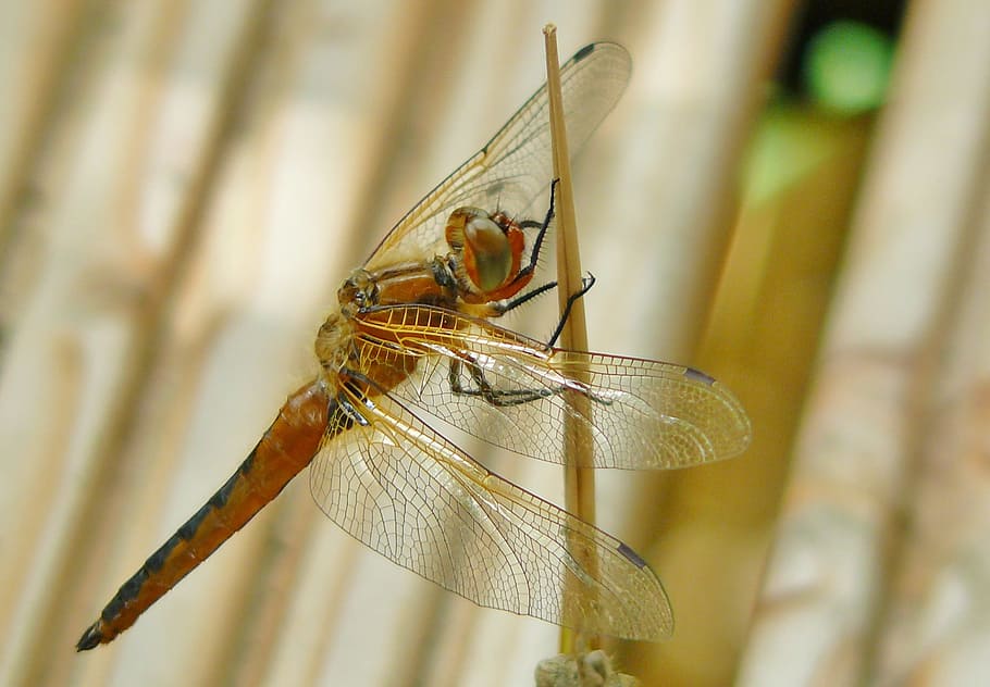 dragonfly, insect, animal, close, wing, shiny, insect macro HD wallpaper