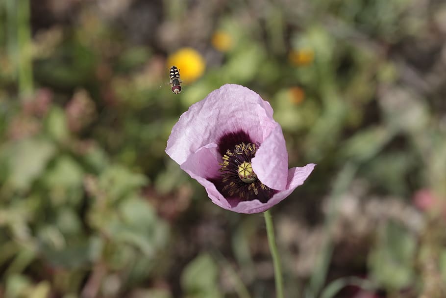 flower, nature, plant, outdoors, insect, poppy, ababol, bumblebee
