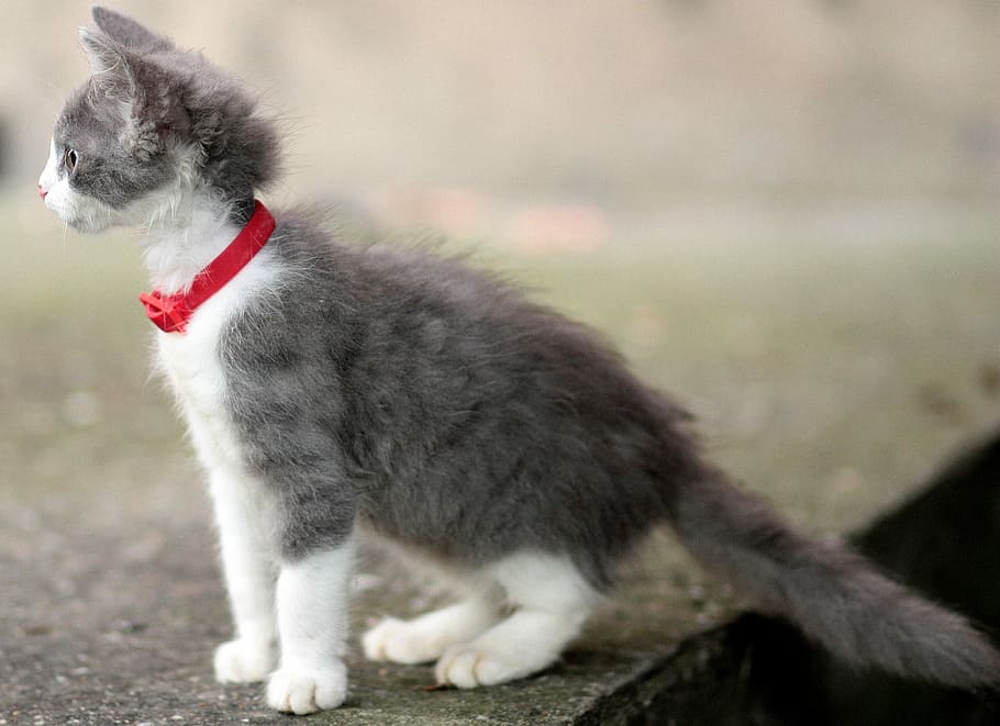 Cat, Small, Cute, pete, one animal, pets, domestic animals HD wallpaper