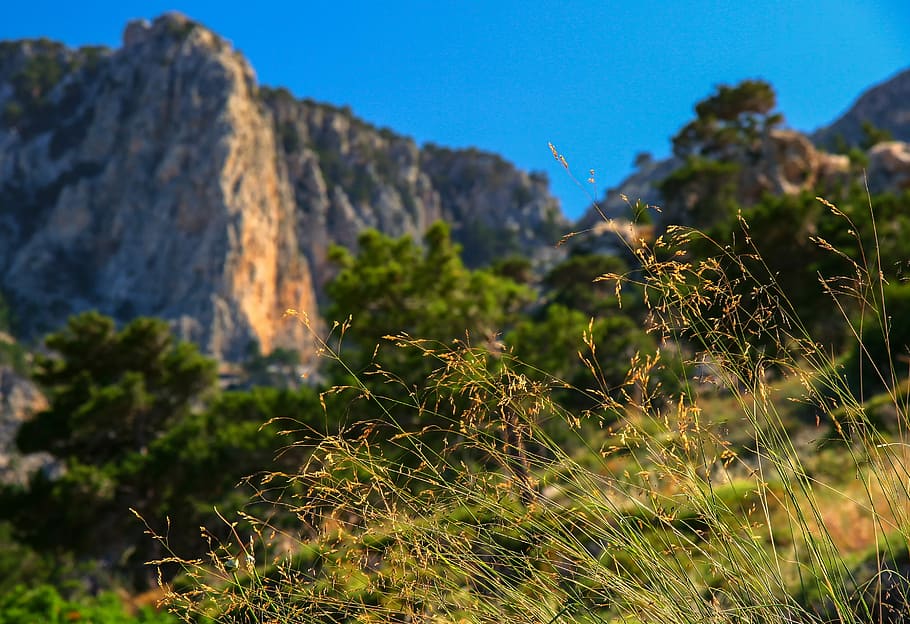 selective focus photography of grass, landscape, nature, rock HD wallpaper