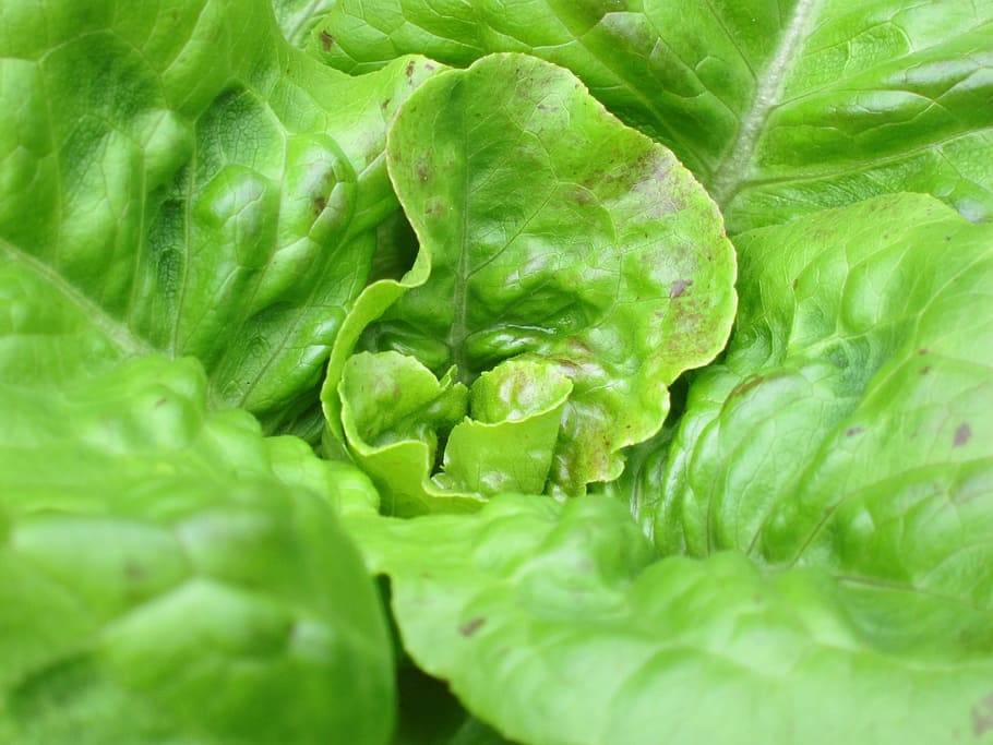 Hd Wallpaper Lettuce Plant Green Vegetable Vegetable Garden Food Fresh Wallpaper Flare 6505