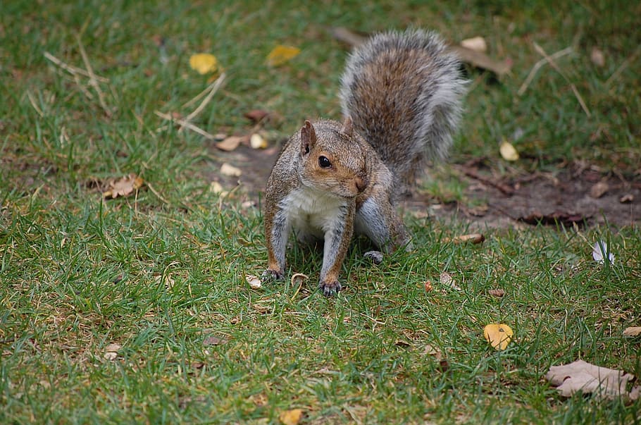 squirrel, grey, animal, park, rodent, animal wildlife, mammal HD wallpaper