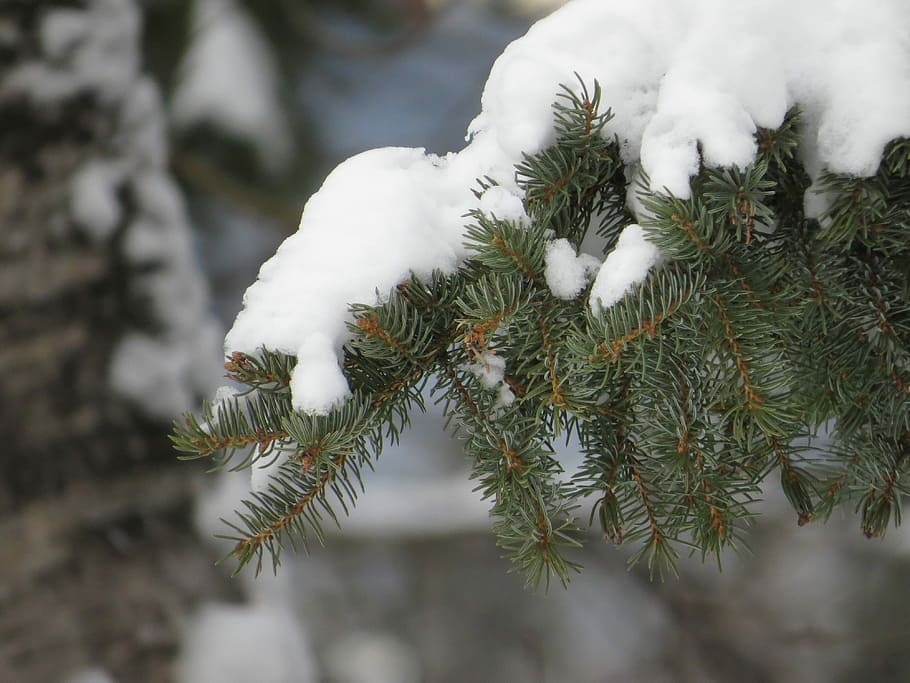 Winter, Snow, Tree, Branch, White, Snowy, nature, evergreen HD wallpaper