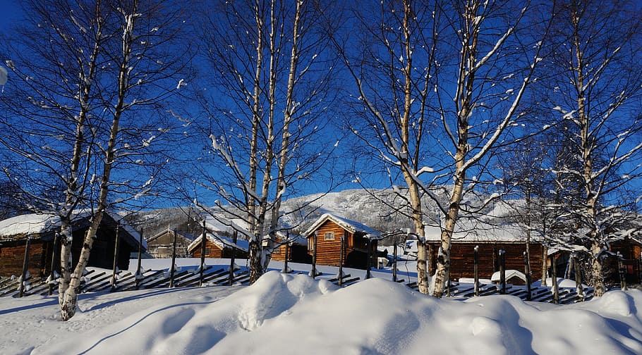 winter, snow, frost, architecture, building exterior, built structure HD wallpaper