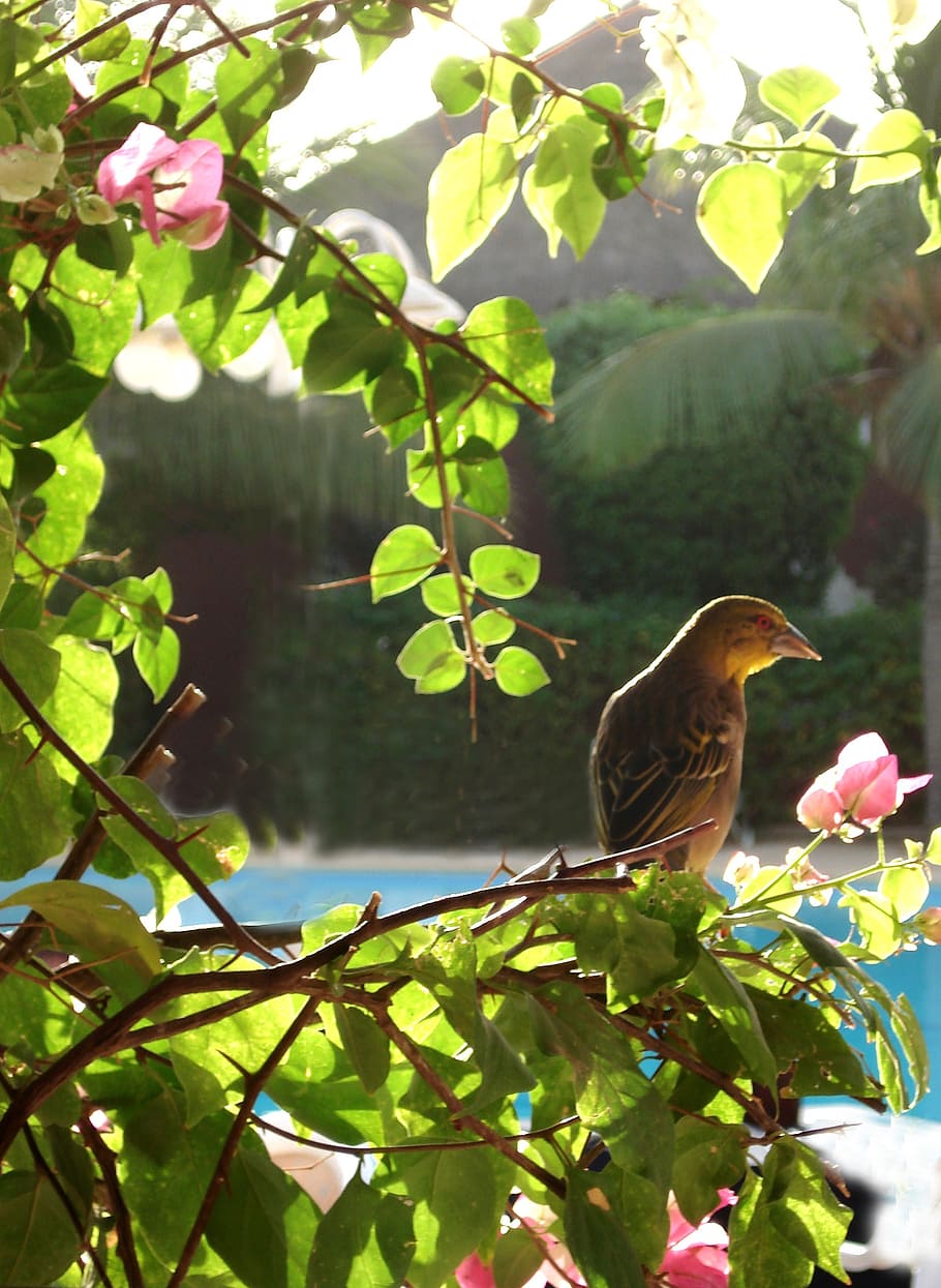 bird, shrub, leaves, plant, animal themes, leaf, plant part HD wallpaper