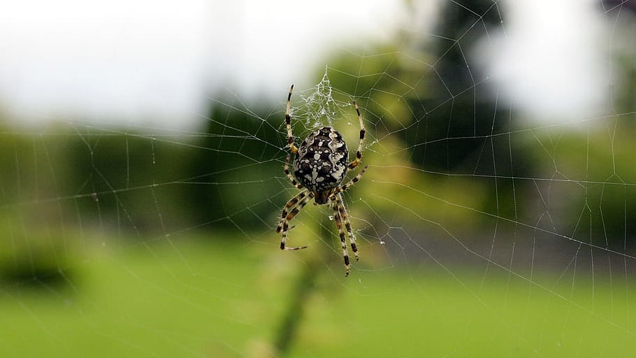 cobweb, garden spider, insect macro, spider macro, spider web HD wallpaper