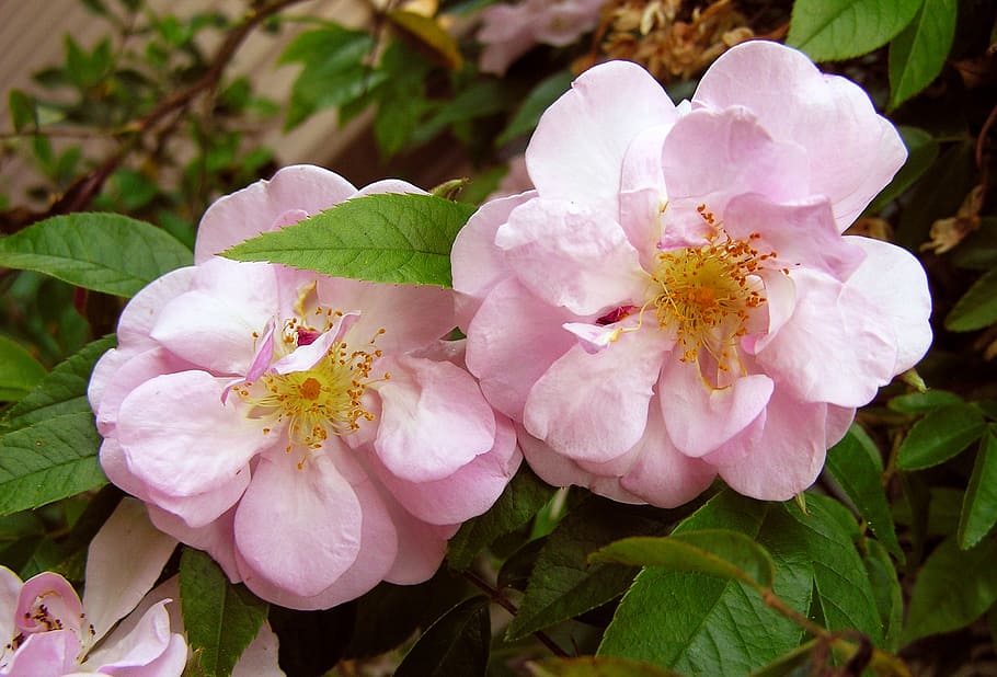 rose, pink, thornless, flower, flowering plant, beauty in nature HD wallpaper