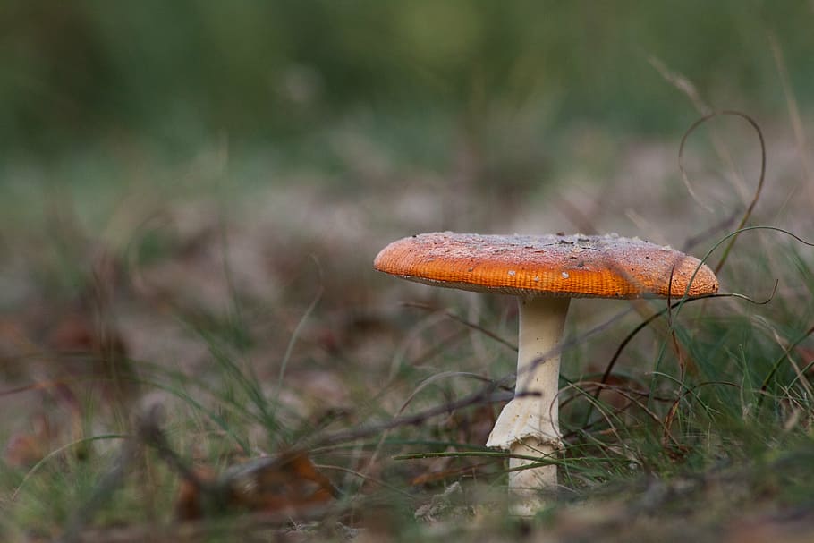 mushroom, autumn, nature, fungus, plant, vegetable, food, land HD wallpaper