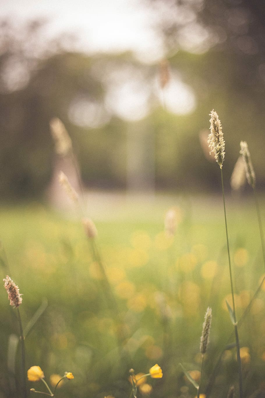 wheat in shallow focus photography, macro photography of plants HD wallpaper