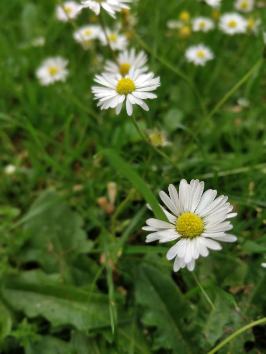 daisy, flowers, grass, flowering plant, freshness, vulnerability HD wallpaper