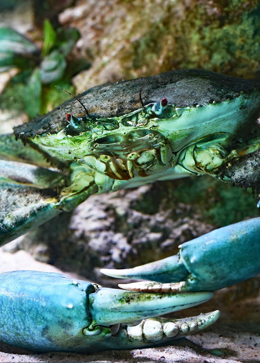 close up photo of teal and black crab, closeup photography of green and black crab HD wallpaper
