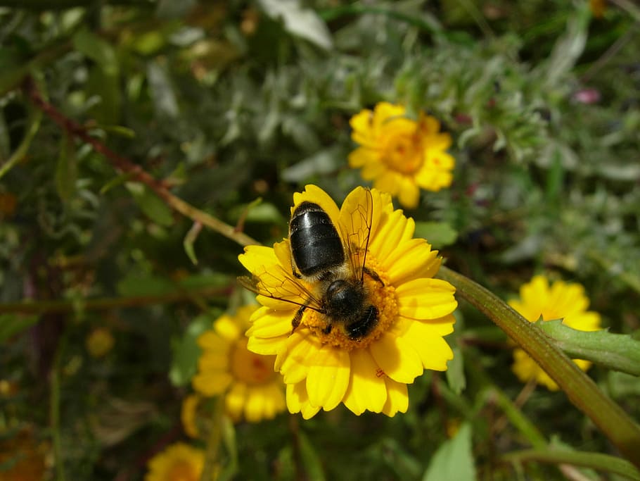 bee, flowers, forage, insect, plant, pollen, nature, flowering plant HD wallpaper