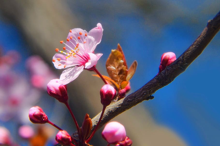 park, red, romantic, gerden, spring, nature, pink Color, plant HD wallpaper