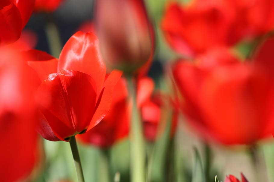 tulips, flower, spring, nature, red, garden flower, beauty HD wallpaper